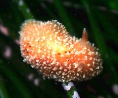 Thordisa bimaculata