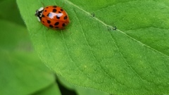 Harmonia axyridis