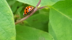 Harmonia axyridis