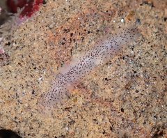 Enchiridium punctatum