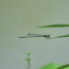 Pseudagrion indicum