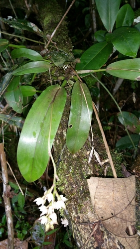 Powder Orchid