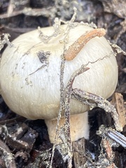 Pholiota nubigena
