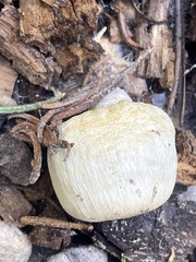 Pholiota nubigena