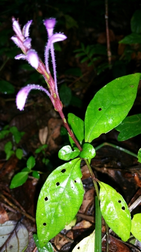 Brachystephanus lyallii