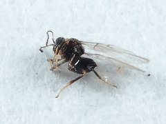 Neuroterus saltatorius texanus
