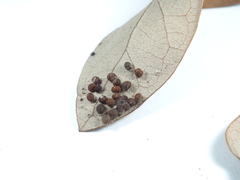 Neuroterus saltatorius texanus