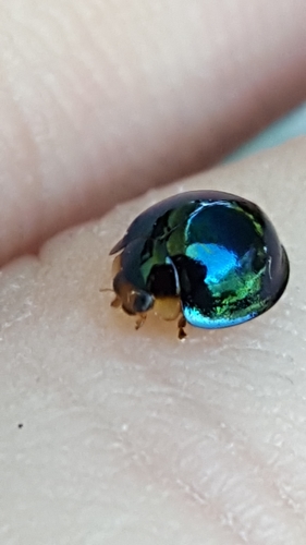 Steelblue Lady Beetle