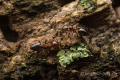 Crematogaster matsumurai