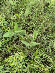 Asclepias amplexicaulis