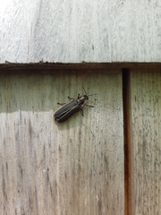 Pyractomena borealis