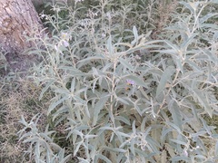 Solanum elaeagnifolium