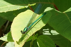 Calopteryx angustipennis