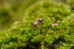 Crematogaster matsumurai