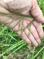 Carex debilis debilis