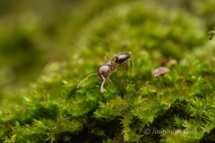Crematogaster matsumurai