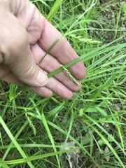 Carex debilis debilis