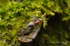 Crematogaster matsumurai