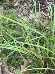 Carex debilis debilis