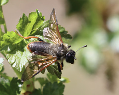 Trichiosoma triangulum