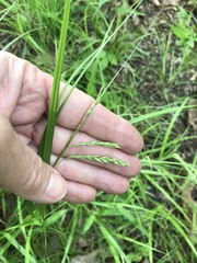 Carex debilis debilis