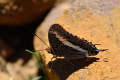 Charaxes saturnus saturnus
