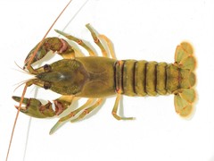 Cambarus acuminatus