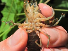 Cambarus acuminatus