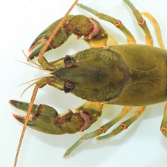 Cambarus acuminatus