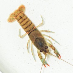 Cambarus acuminatus