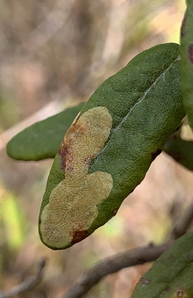 Labrador Tea Leaf Miner