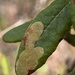 Labrador Tea Leaf Miner - Photo (c) Robert W. Harding, some rights reserved (CC BY-NC), uploaded by Robert W. Harding
