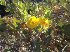 Dendromecon harfordii