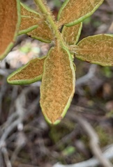 Phyllonorycter ledella