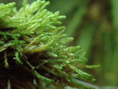 Hygrohypnella ochracea