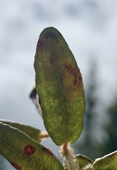 Phyllonorycter ledella