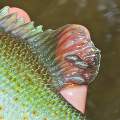 Piscicolaria reducta