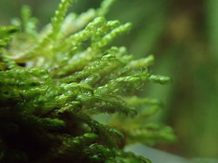 Hygrohypnella ochracea