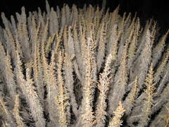 Artemisia pycnocephala