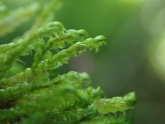 Hygrohypnella ochracea