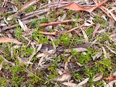 Opercularia ovata
