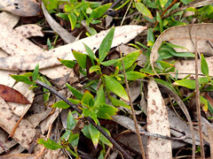 Opercularia ovata