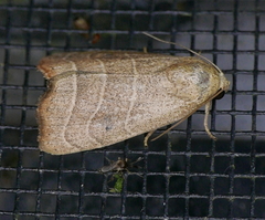 Bagisara repanda