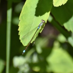 Ischnura cervula