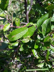 Malus ioensis
