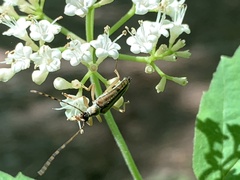 Analeptura