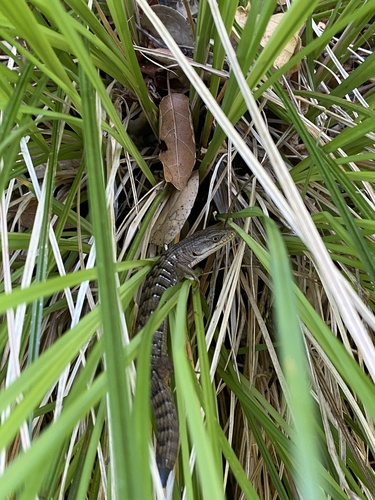 iNaturalist observation photo of Southern Alligator Lizard