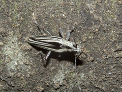 Navomorpha sulcata