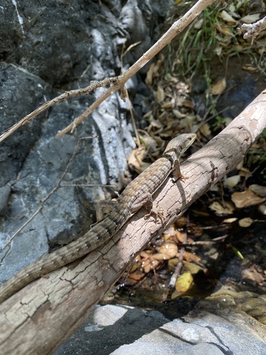 iNaturalist observation photo of Southern Alligator Lizard