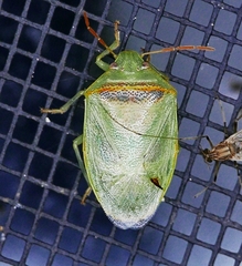 Piezodorus guildinii